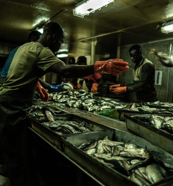 aquaculture-is-depleting-the-oceans:-a-farmed-salmon-can-consume-more-than-six-times-its-weight-in-wild-fish