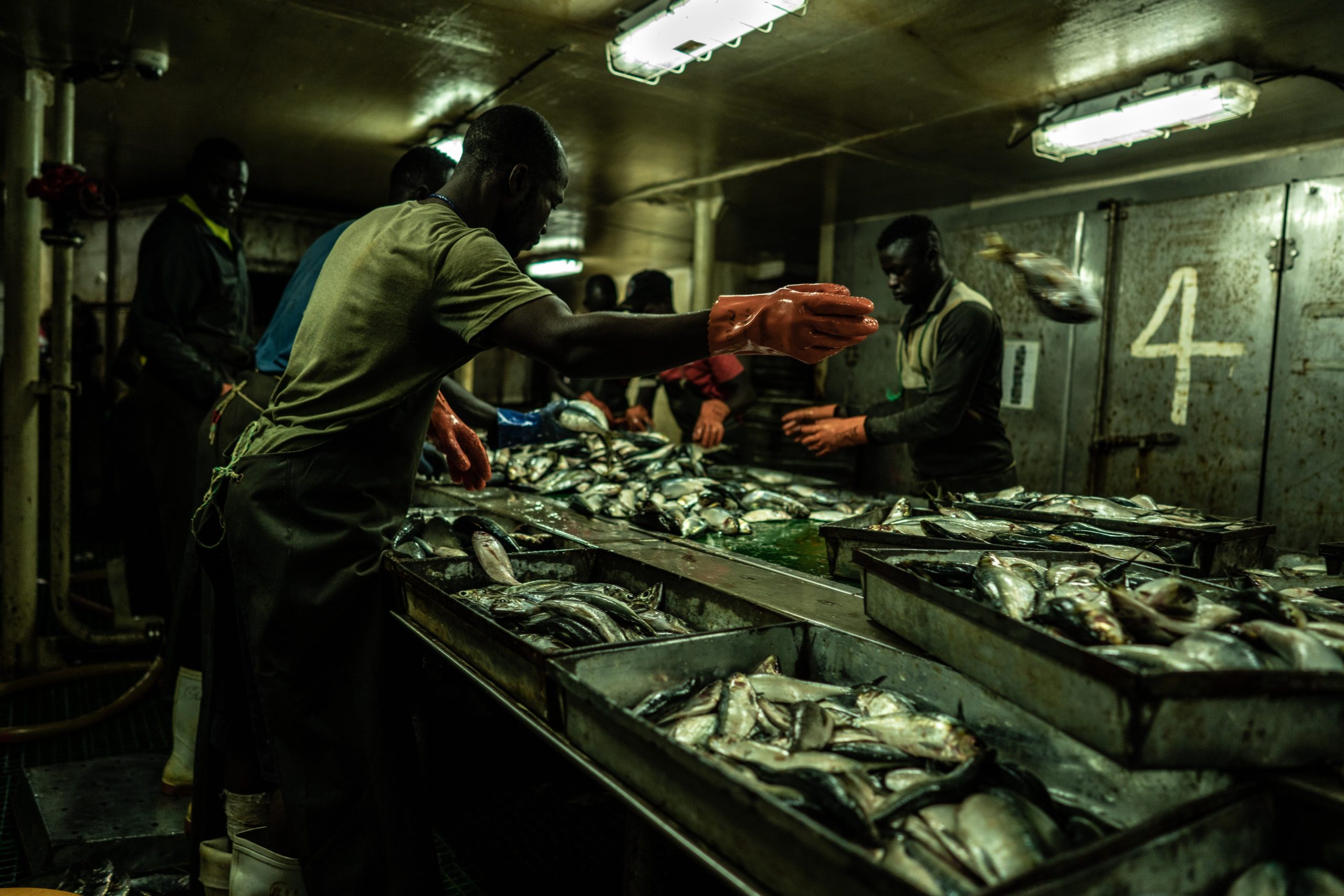 aquaculture-is-depleting-the-oceans:-a-farmed-salmon-can-consume-more-than-six-times-its-weight-in-wild-fish