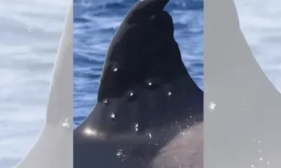 famous-iberian-orc-pictured-with-‘pellet-wounds’-in-the-strait-of-gibraltar