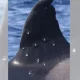 famous-iberian-orc-pictured-with-‘pellet-wounds’-in-the-strait-of-gibraltar