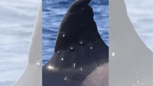famous-iberian-orc-pictured-with-‘pellet-wounds’-in-the-strait-of-gibraltar
