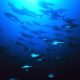 tragedy-for-animal-lovers-as-tuna-is-found-dead-off-the-coast-of-marbella-just-days-after-beachgoers-rescued-one-that-came-to-shore