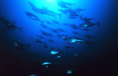 tragedy-for-animal-lovers-as-tuna-is-found-dead-off-the-coast-of-marbella-just-days-after-beachgoers-rescued-one-that-came-to-shore