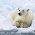 don’t-wake-the-polar-bears!-tourist-fined-e4,560-for-blowing-boat’s-horn