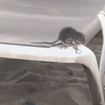 rats-among-the-sun-loungers:-rubbish-crisis-hits-gran-canaria’s-busiest-beach