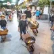 almoradi-festival-honoured