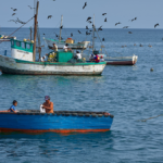 why-an-anchovy-shortage-8,000km-away-could-cost-spain’s-fish-lovers-more