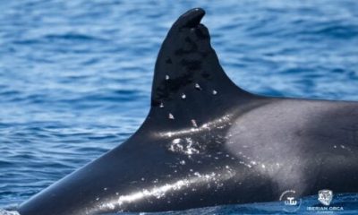 critically-endangered-iberian-orca’s-dorsal-fin-wounds-‘consistent-with-shotgun-blast’
