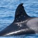 critically-endangered-iberian-orca’s-dorsal-fin-wounds-‘consistent-with-shotgun-blast’