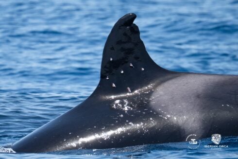 critically-endangered-iberian-orca’s-dorsal-fin-wounds-‘consistent-with-shotgun-blast’