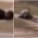 teenage-boy,-16,-shot-dead-in-huelva-family-massacre-was-‘innocent-bystander-with-no-link-to-narco-clan-feud’