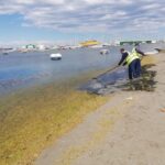mar-menor-cleanup-crews-praised-after-removing-more-than-6,600-tonnes-of-biomass