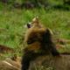 guardia-civil-launches-lion-hunt-in-spain