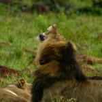 guardia-civil-launches-lion-hunt-in-spain