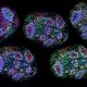 breakthrough-in-neuromedicine-as-human-mini-brains-are-kept-alive-for-years