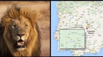 huge-search-underway-for-rogue-‘lion’-spotted-in-central-spain-after-delivery-driver-reported-seeing-one-‘on-the-loose’