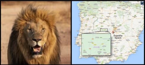 huge-search-underway-for-rogue-‘lion’-spotted-in-central-spain-after-delivery-driver-reported-seeing-one-‘on-the-loose’
