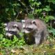 four-raccoons-set-free-in-1934-now-number-nearly-two-million-across-germany
