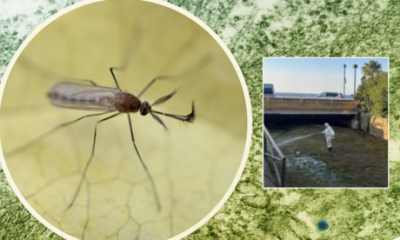 costa-del-sol-remains-on-alert-for-west-nile-virus-as-cases-in-andalucia-climb-to-43