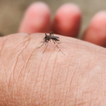 almeria-and-malaga-city-join-west-nile-virus-alert-as-andalucia’s-cases-climb-to-47