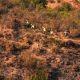 huelva-wildfire-stabilised-after-two-weeks-of-firefighting-–-33,000-hectares-scorched-in-one-of-andalucia’s-biggest-ever-blazes