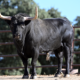 tragic-twist-after-spanish-farmer-survives-attack-by-his-own-bull