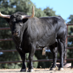 tragic-twist-after-spanish-farmer-survives-attack-by-his-own-bull