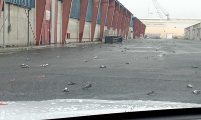 un-centenar-de-palomas-aparecen-muertas-en-el-port-de-tarragona-a-causa-del-temporal