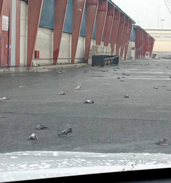 un-centenar-de-palomas-aparecen-muertas-en-el-port-de-tarragona-a-causa-del-temporal