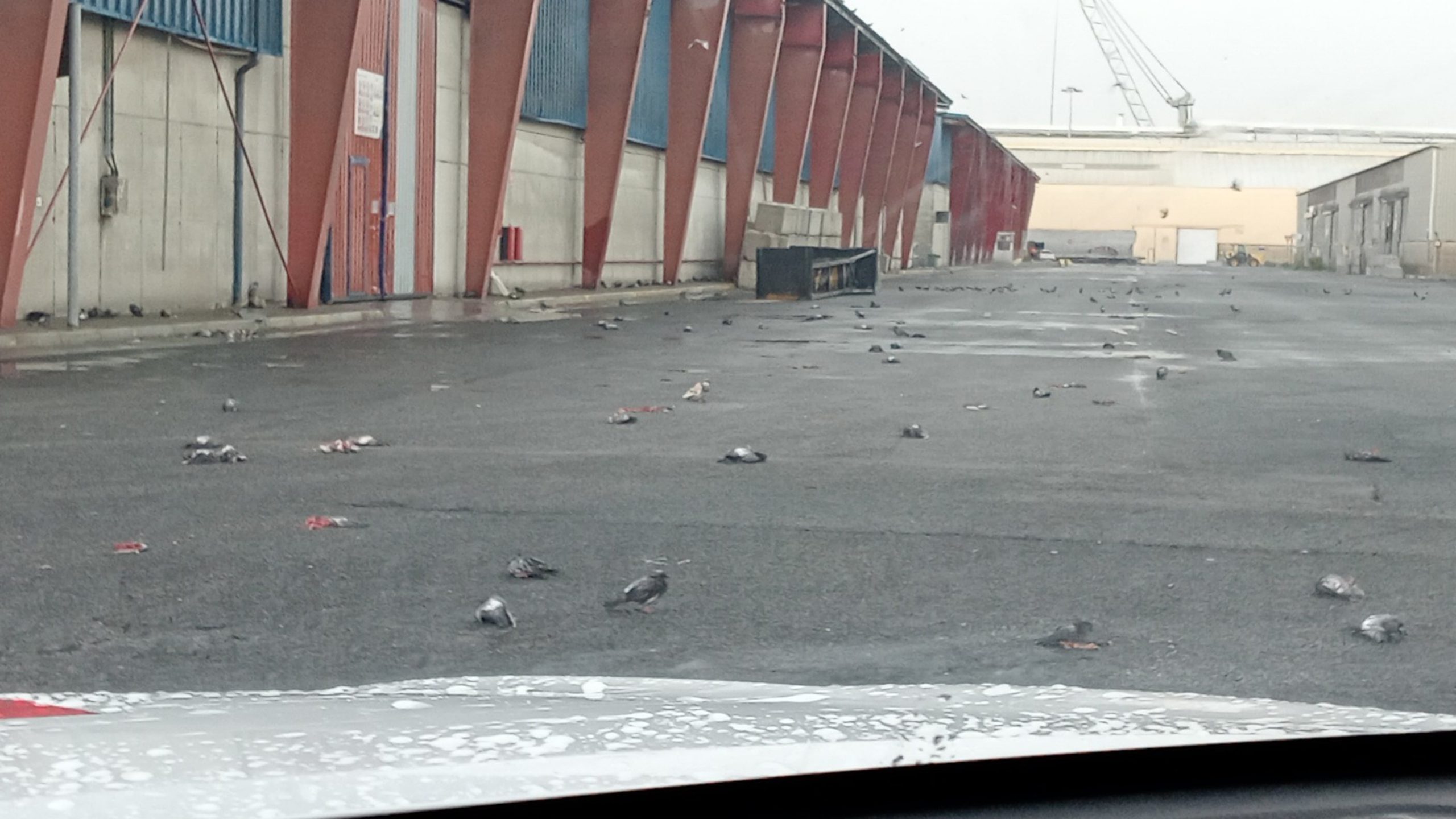 un-centenar-de-palomas-aparecen-muertas-en-el-port-de-tarragona-a-causa-del-temporal