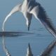 murcia’s-award-winning-wildlife-photos-showcase-region’s-stunning-natural-spaces