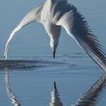 murcia’s-award-winning-wildlife-photos-showcase-region’s-stunning-natural-spaces