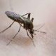 west-nile-virus-alert-deactivated-in-fuengirola-and-mijas-as-cases-across-andalucia-climb-to-52