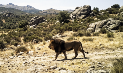 exclusive:-the-hunt-for-a-lion-roaming-the-wilds-of-the-spanish-heartlands-was-very-real-–-but-local-residents-weren’t-concerned