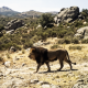 exclusive:-the-hunt-for-a-lion-roaming-the-wilds-of-the-spanish-heartlands-was-very-real-–-but-local-residents-weren’t-concerned