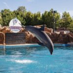 benalmadena’s-rescued-dolphins-staying