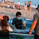 ‘it-could-kill-them’:-experts-warn-beachgoers-against-pushing-stranded-dolphins-into-sea