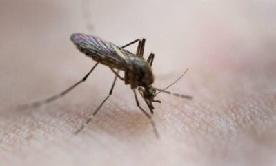 malaga-town-of-cartama-placed-under-west-nile-virus-alert-after-mosquitos-caught-in-trap-test-positive