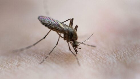 malaga-town-of-cartama-placed-under-west-nile-virus-alert-after-mosquitos-caught-in-trap-test-positive