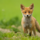 valencia-gives-green-light-for-10,000-foxes-to-be-hunted