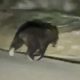 huge-brown-bear-filmed-at-dawn-in-middle-of-road
