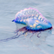 portuguese-man-o’-war-warning
