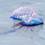 portuguese-man-o’-war-warning