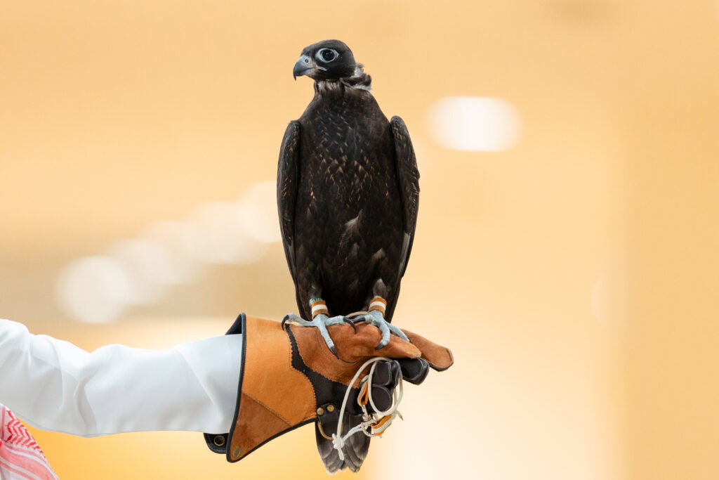 View of a Falcon on a handlers hand