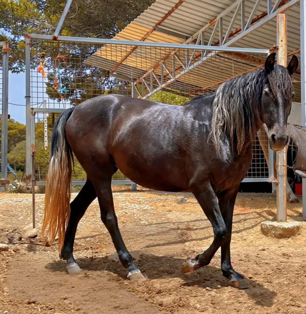 The horses.