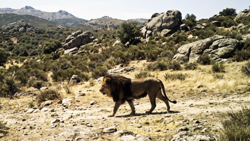 lion in spanish wildneress