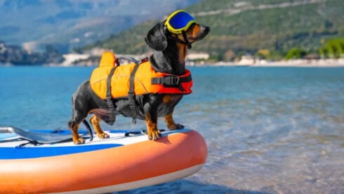 A dog on a paddleboard on a spanish beach