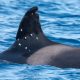 el-gobierno-ve-delito-en-los-disparos-a-la-orca-‘toni’-y-traslada-la-investigacion-a-la-fiscalia-y-la-guardia-civil
