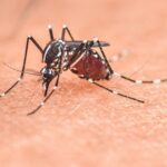 annual-tiger-mosquito-alert