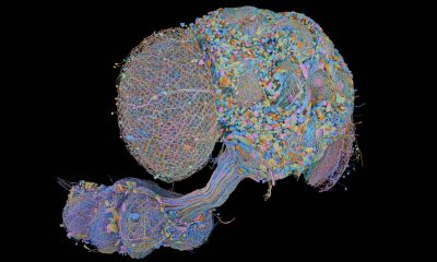 the-most-detailed-brain-wiring-diagram-yet:-how-166,000-neurons-govern-the-fruit-fly’s-behavior